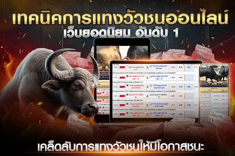 เคล็ดลับการแทงวัวชนให้มีโอกาสชนะ