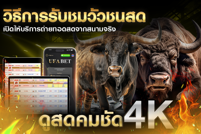 วิธีการรับชมวัวชนสด